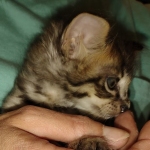 Savannah F-4SBT Male DOB 2-10-22