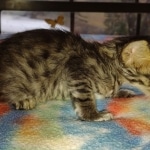 Savannah F-4SBT Male DOB 2-10-22