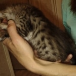 Savannah F-4SBT Male DOB 2-10-22