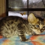 Savannah F-4SBT Male DOB 2-10-22