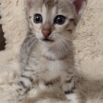 Savannah F-5SBT Brown Spotted female DOB 6-13-22