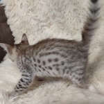 Savannah F-5SBT Brown Spotted female DOB 6-13-22