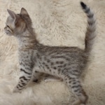 Savannah F-5SBT Brown Spotted female DOB 6-13-22