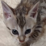 Savannah F-5SBT Brown Spotted female DOB 6-13-22