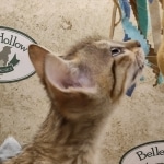 Savannah F-5SBT Brown Spotted female DOB 6-13-22