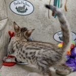 Savannah F-5SBT Brown Spotted female DOB 6-13-22