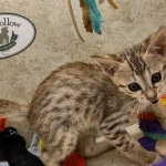 Savannah F-5SBT Brown Spotted female DOB 6-13-22