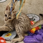 Savannah F-5SBT Brown Spotted female DOB 6-13-22