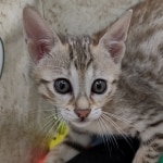 Savannah F-5SBT Brown Spotted female DOB 6-13-22