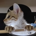 Savannah F-5SBT Brown Spotted female DOB 6-13-22