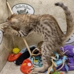 Savannah F-5SBT Brown Spotted female DOB 6-13-22