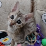 Savannah F-5SBT Brown Spotted female DOB 6-13-22