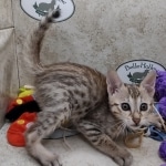 Mina Savannah F-5SBT Brown Spotted female DOB 6-13-22