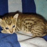 Savannah F-5SBT Brown Spotted female DOB 6-13-22