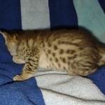 Savannah F-5SBT Brown Spotted female DOB 6-13-22