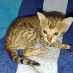 Savannah F-5SBT Brown Spotted female DOB 6-13-22