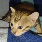 Savannah F-5SBT Brown Spotted female DOB 6-13-22