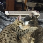 Mina Savannah F-5SBT Brown Spotted female DOB 6-13-22