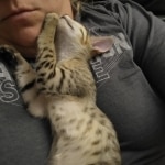 Mina Savannah F-5SBT Brown Spotted female DOB 6-13-22