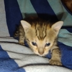 Savannah F-5SBT Brown Spotted female DOB 6-13-22