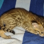 Savannah F-5SBT Brown Spotted female DOB 6-13-22