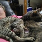 Mina Savannah F-5SBT Brown Spotted female DOB 6-13-22