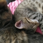 Mina Savannah F-5SBT Brown Spotted female DOB 6-13-22