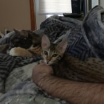 Mina Savannah F-5SBT Brown Spotted female DOB 6-13-22