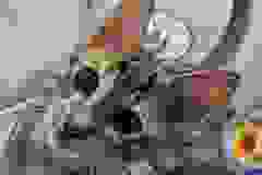 Chai Savannah F-5SBT BST Male #1 DOB 6-13-22