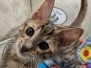 Chai Savannah F-5SBT BST Male #1 DOB 6-13-22