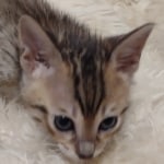 Savannah F-5SBT BST Male DOB 6-13-22