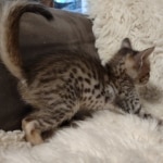 Savannah F-5SBT BST Male DOB 6-13-22