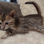 Savannah F-5SBT BST Male DOB 6-13-22