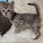 Savannah F-5SBT BST Male DOB 6-13-22