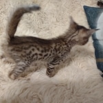 Savannah F-5SBT BST Male DOB 6-13-22