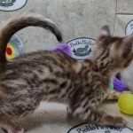 Savannah F-5SBT BST Male DOB 6-13-22