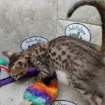 Savannah F-5SBT BST Male DOB 6-13-22