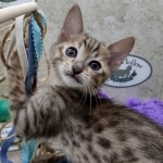 Savannah F-5SBT BST Male DOB 6-13-22