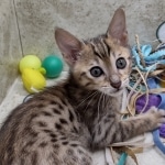 Savannah F-5SBT BST Male DOB 6-13-22