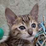 Savannah F-5SBT BST Male DOB 6-13-22