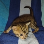 Savannah F-5SBT BST Male DOB 6-13-22