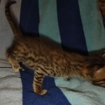 Savannah F-5SBT BST Male DOB 6-13-22