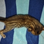 Savannah F-5SBT BST Male DOB 6-13-22