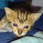 Savannah F-5SBT BST Male DOB 6-13-22