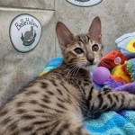 Savannah F-5SBT BST Male DOB 6-13-22