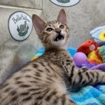 Savannah F-5SBT BST Male DOB 6-13-22