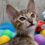 Savannah F-5SBT BST Male DOB 6-13-22