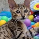 Savannah F-5SBT BST Male DOB 6-13-22