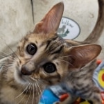 Savannah F-5SBT BST Male DOB 6-13-22