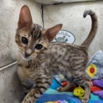 Savannah F-5SBT BST Male DOB 6-13-22